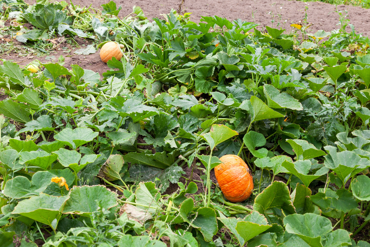 Nestor Emilio Huertas 11