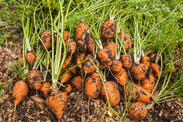 Nestor Emilio Huertas 17