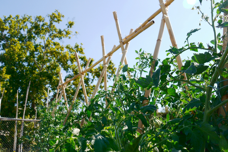 Nestor Emilio Huertas 19