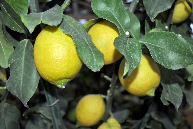 Nestor Emilio Huertas 5