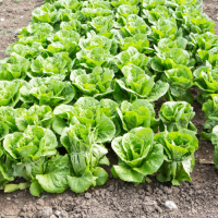 Nestor Emilio Huertas 7